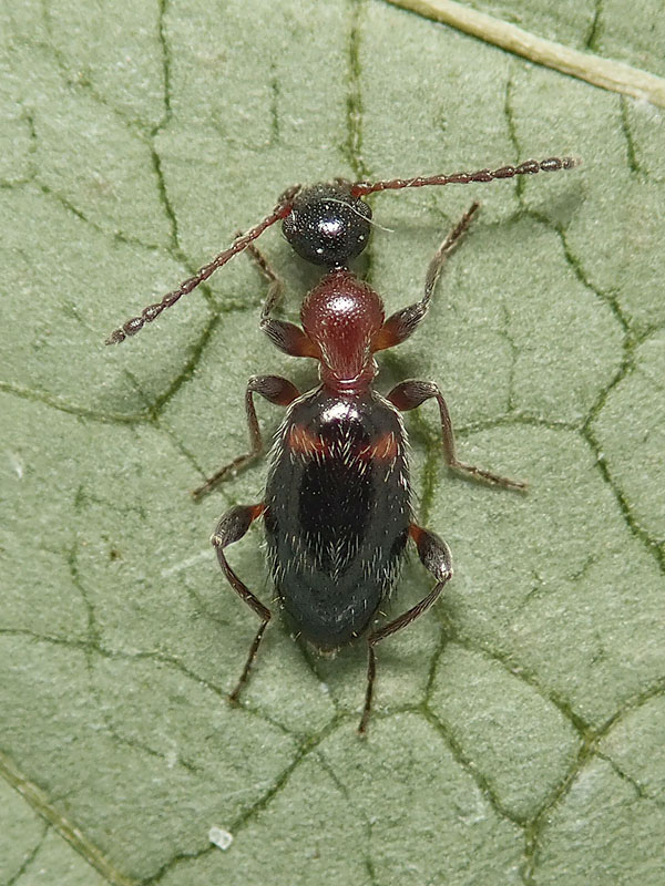 Anthicidae: Anthelephila pedestris